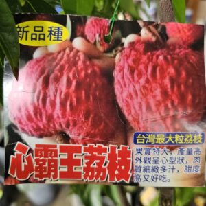 心霸王荔枝盆栽