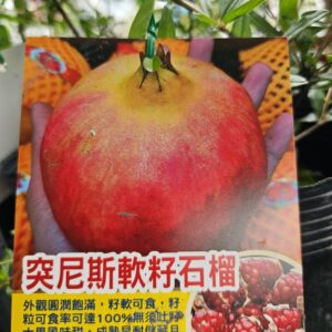 突尼斯軟籽石榴