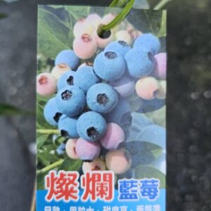燦爛藍莓