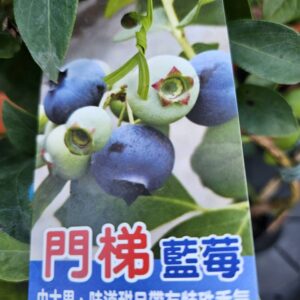門梯藍莓