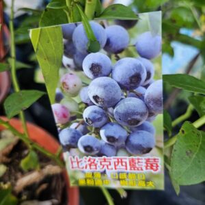 比洛克西藍莓